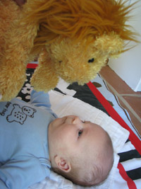 Tiger, Bear...